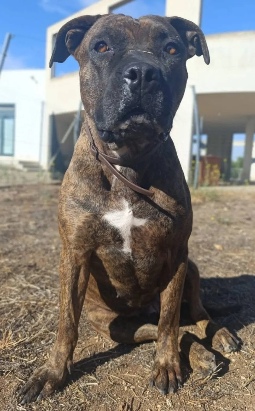 Luce, cane Pitbull in adozione a Bari