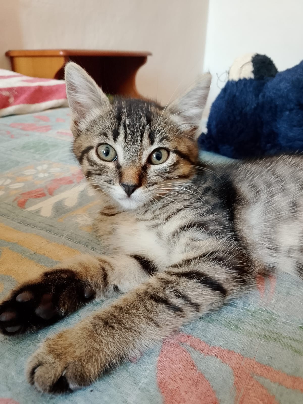 Foto 2 di Bibi, gatto Meticcio in adozione