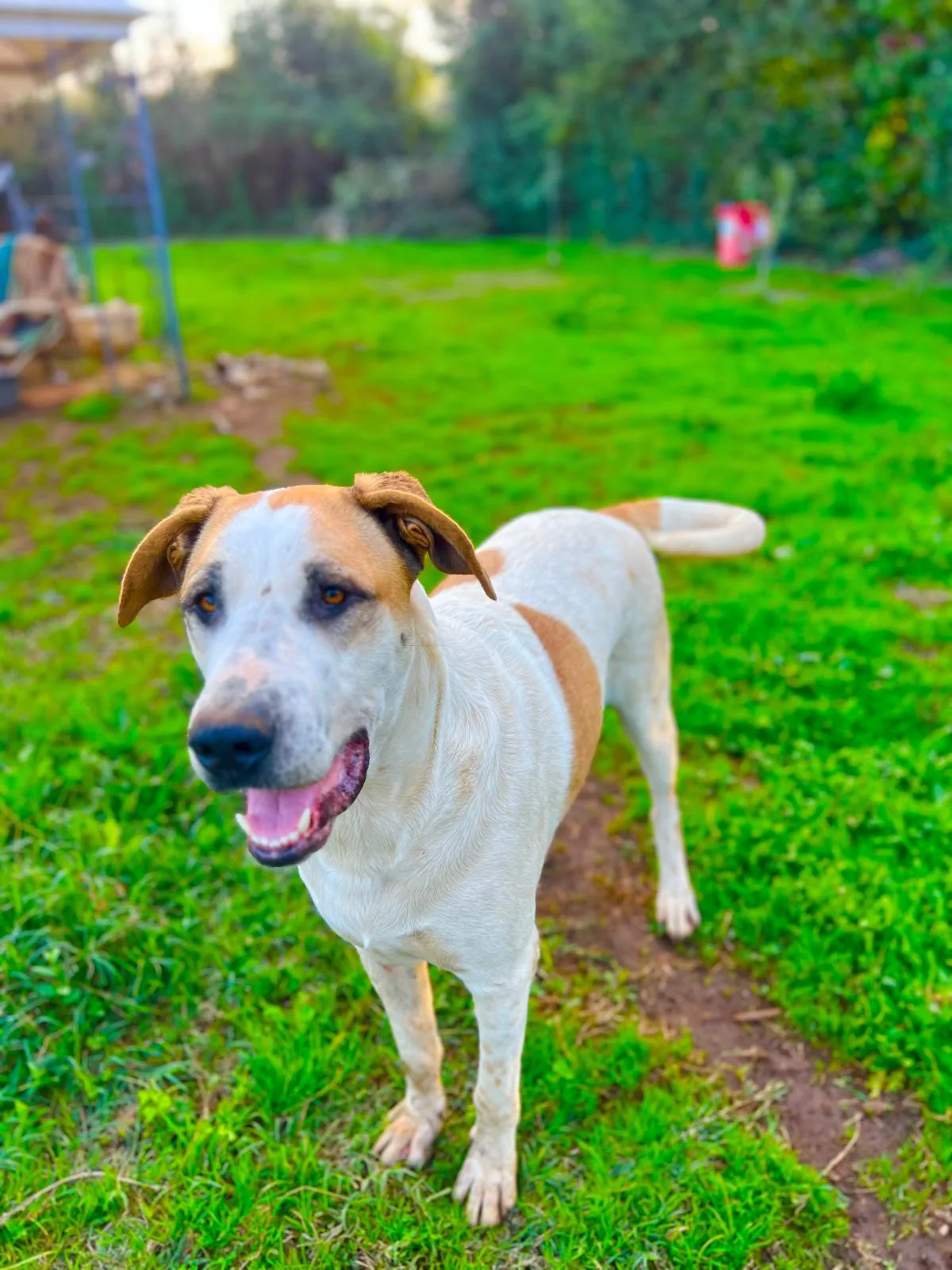 Buck, cane Meticcio in adozione a Roma - foto 2