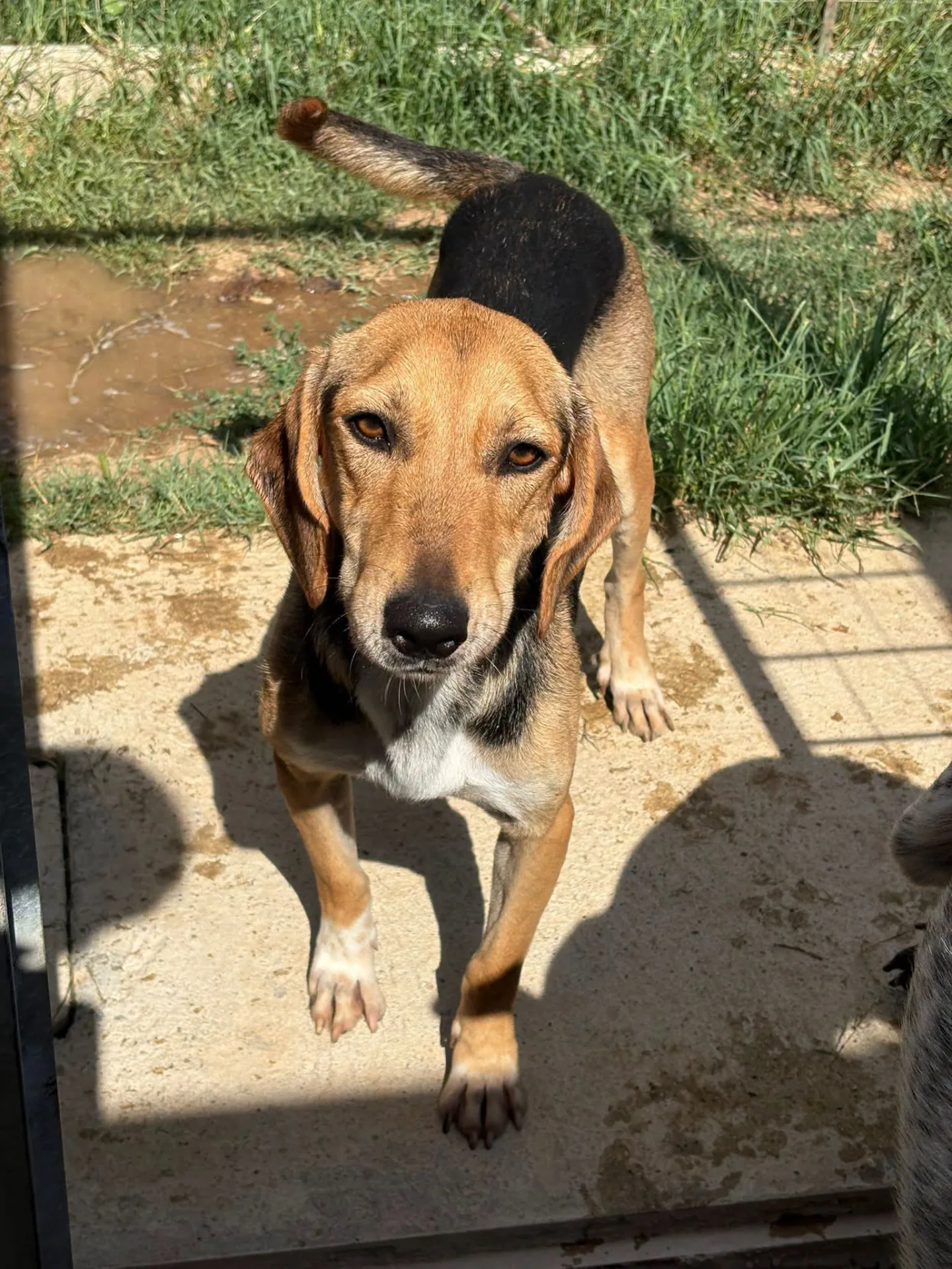 Sigrid, cane Segugio in adozione a Vibo Valentia - foto 1