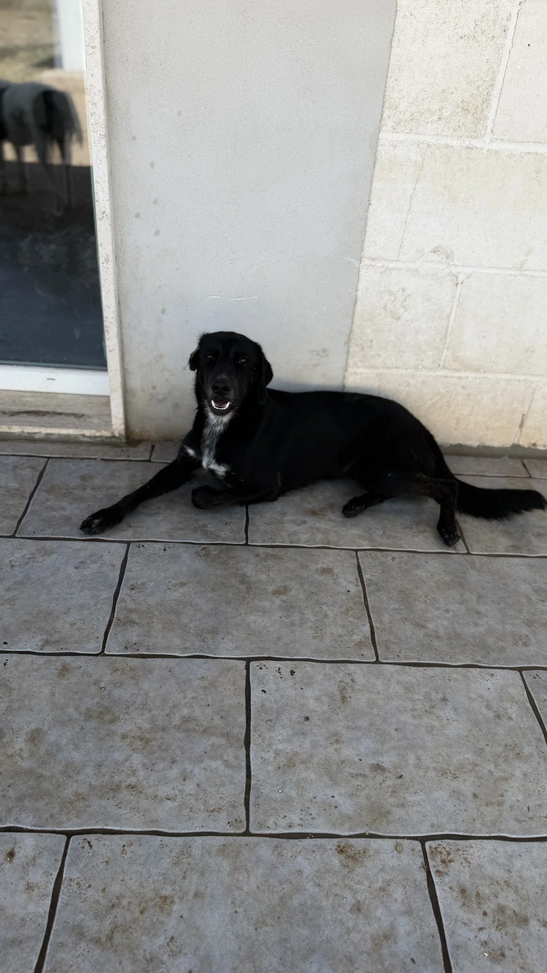 Jamie, cane Meticcio in adozione a Bari - foto 5