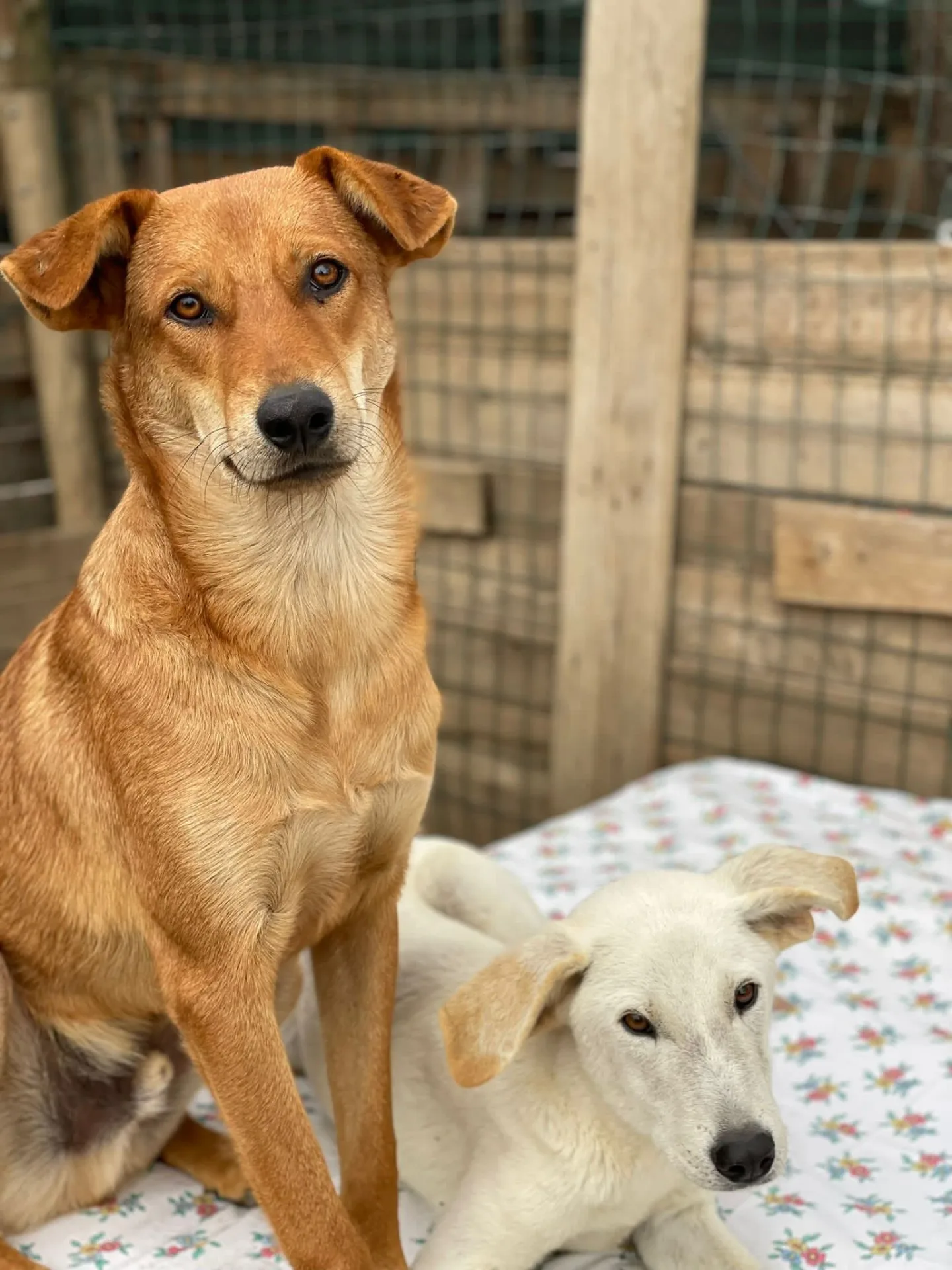 Milu', cane Meticcio in adozione a Milano - foto 2