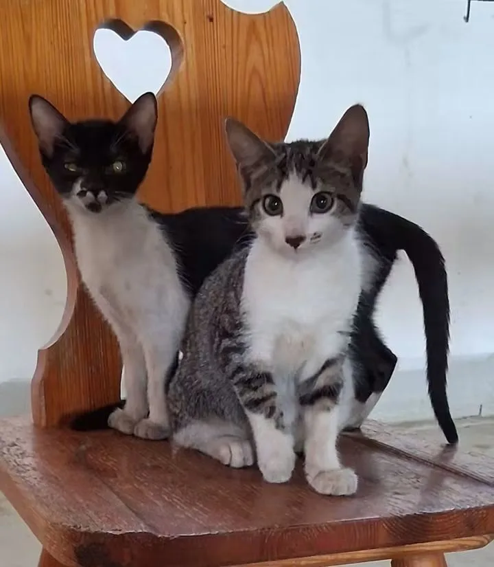 Kora, gatto in adozione a Alessandria - foto 3