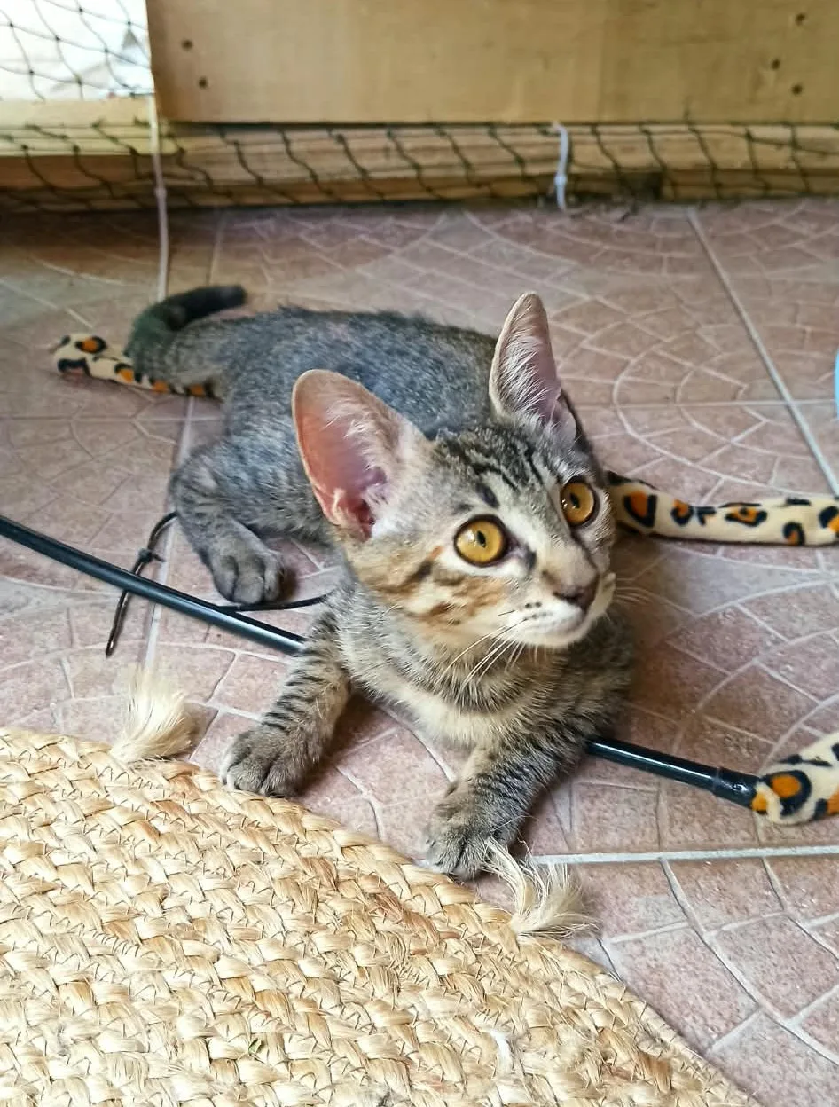 Nina, gatto Europeo in adozione a Crotone