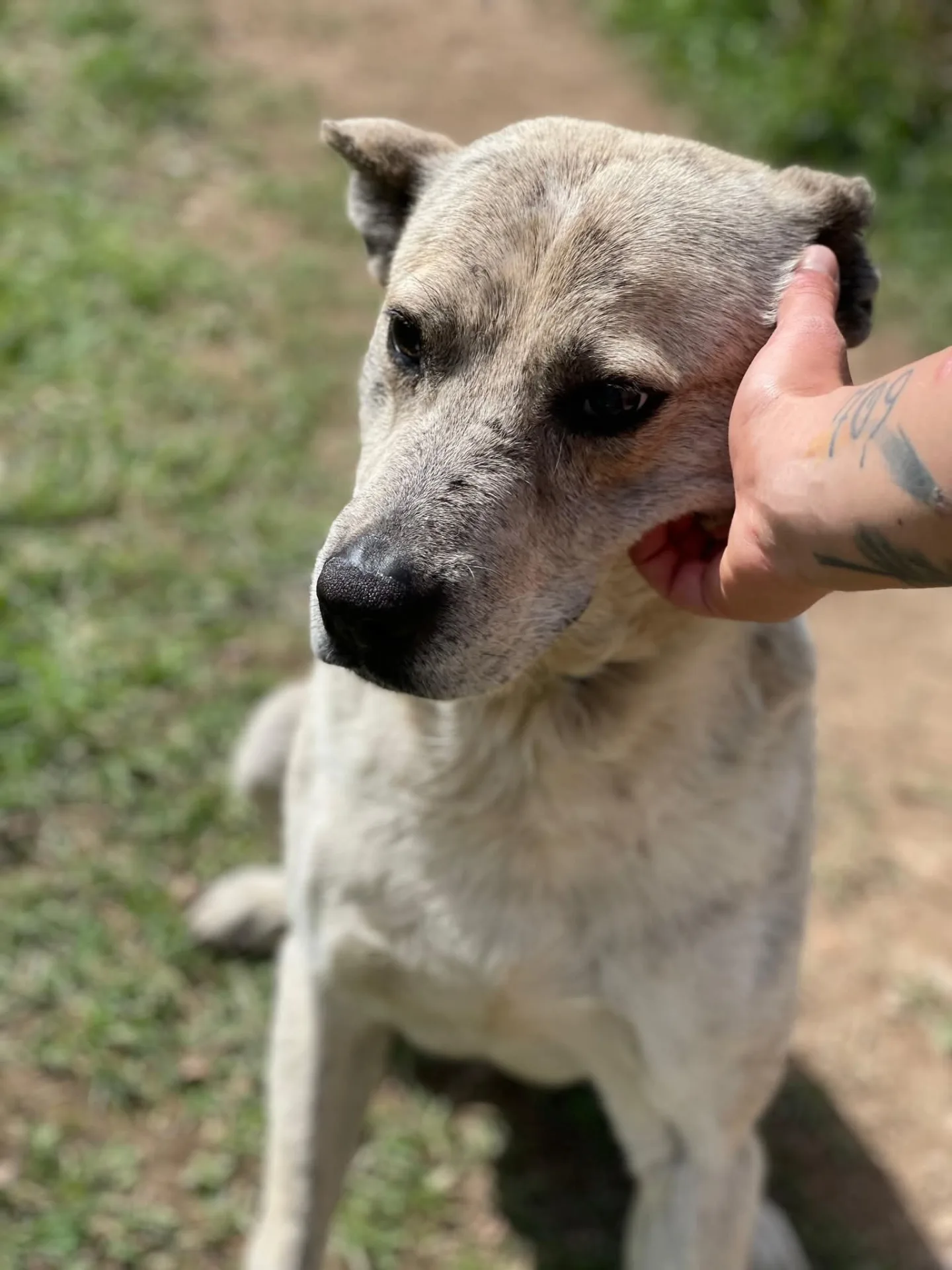 Jakkone, cane Meticcio in adozione a Milano - foto 4