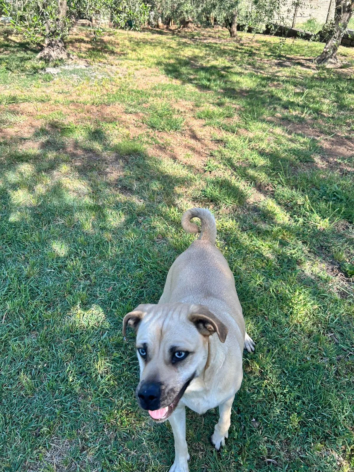 Ariel, cane Meticcia in adozione a Roma - foto 3