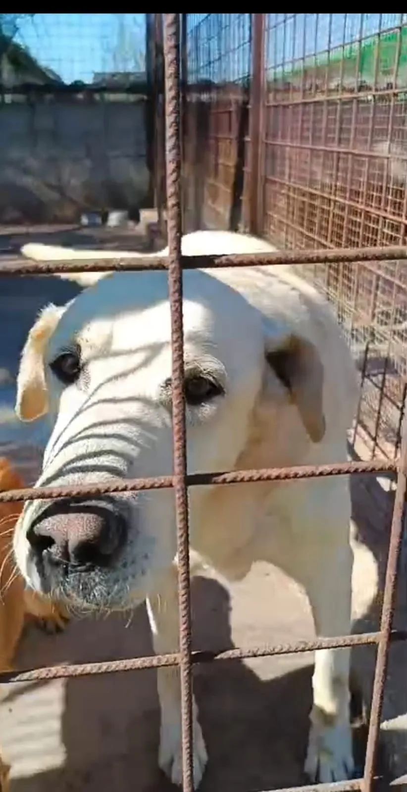 Simon, cane Meticcio in adozione a Siracusa - foto 2