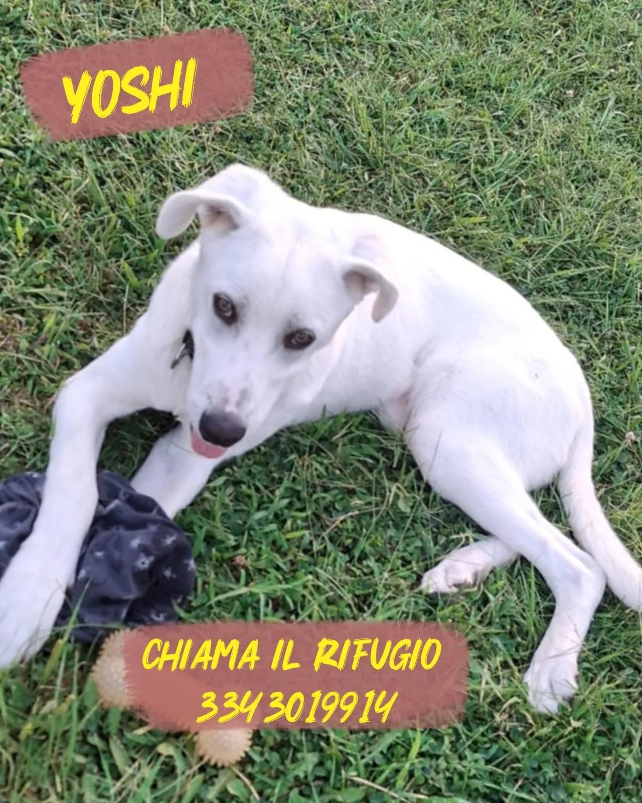 Yoshi, cane Meticcio in adozione a Crotone