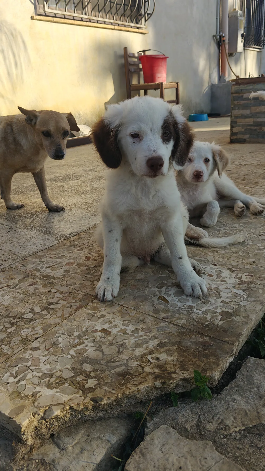 Vasco, cane Meticcio in adozione a Trapani - foto 5