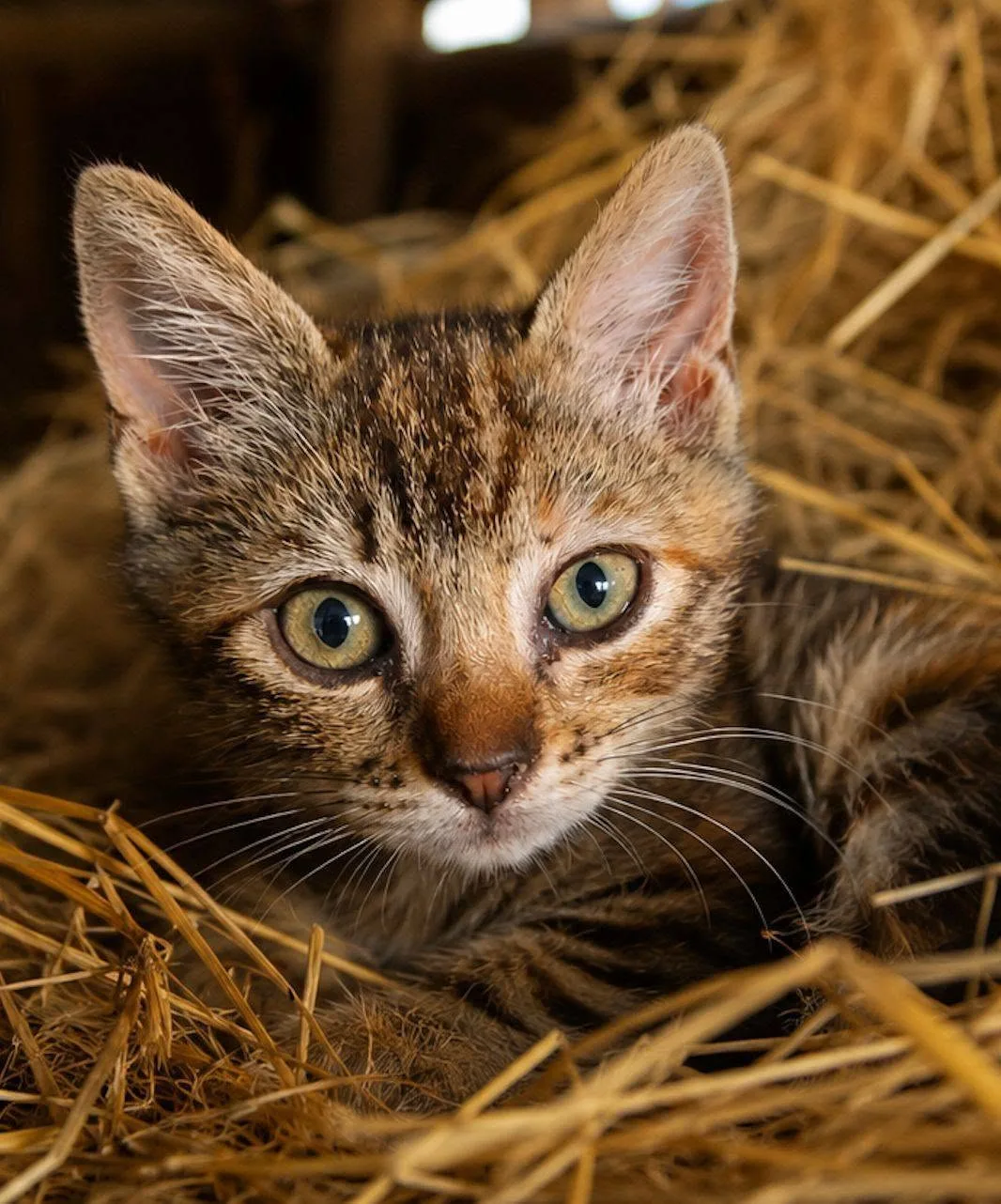 Akemi, gatto Europeo in adozione a Milano