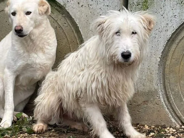 Zero, cane meticcio in adozione a Frosinone