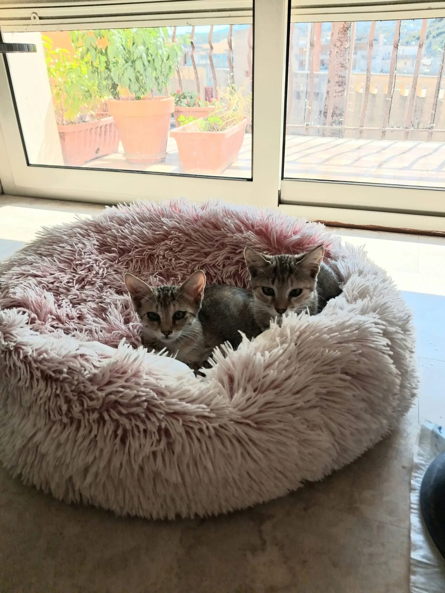 Trilly, gatto Europea in adozione a Siracusa - foto 3