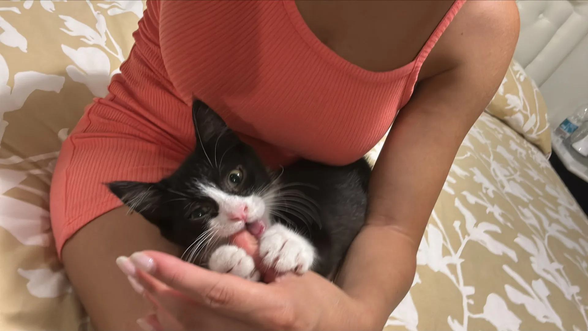 Figaro, gatto in adozione a Napoli - foto 4