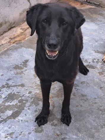 Ciccia, cane meticcia in adozione a Roma - foto 5