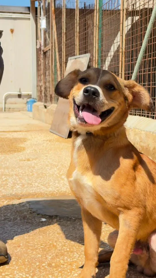 Achille, cane in adozione a Trapani - foto 2