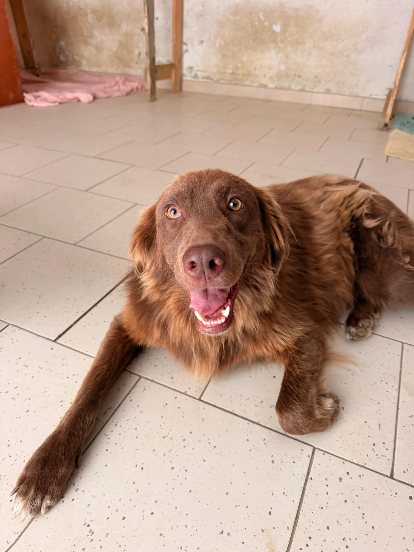 EROS, cane Mix Golden Retriever in adozione a Padova - foto 4