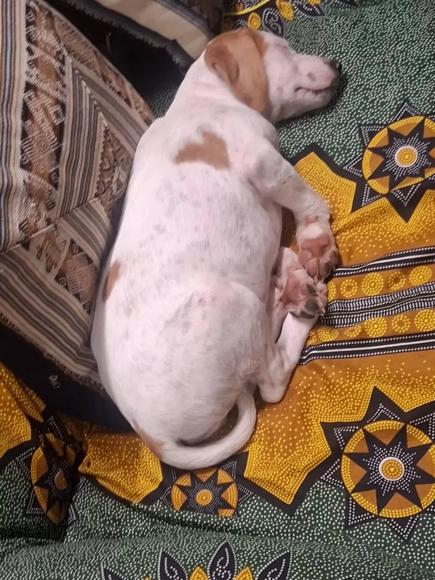 Vaniglia, cane meticcio in adozione a Latina - foto 4
