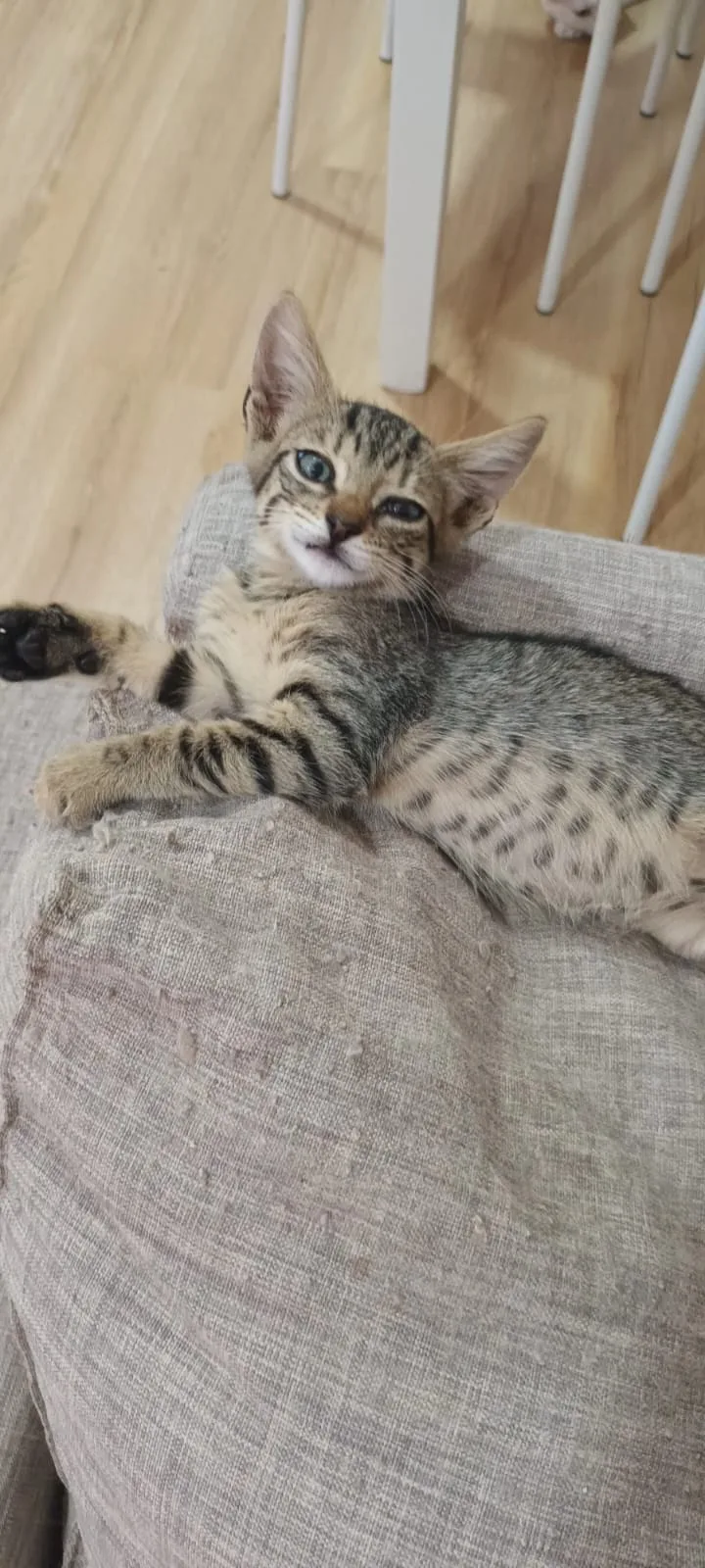 Mitzi, gatto Europeo in adozione a Napoli