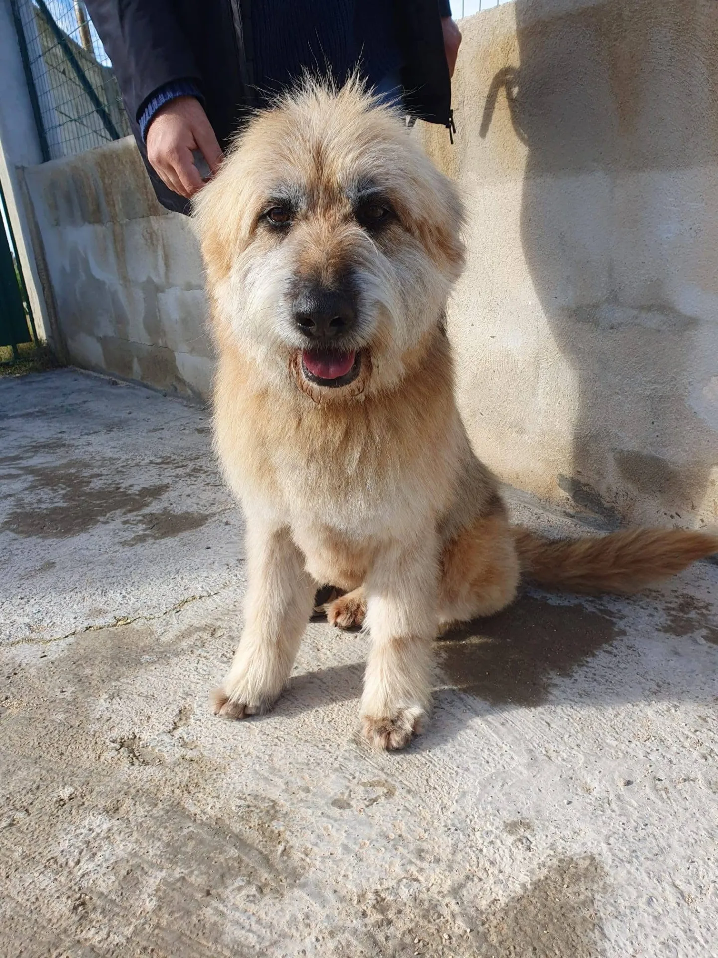 PELUCHE, cane Spinone in adozione a Taranto - foto 4