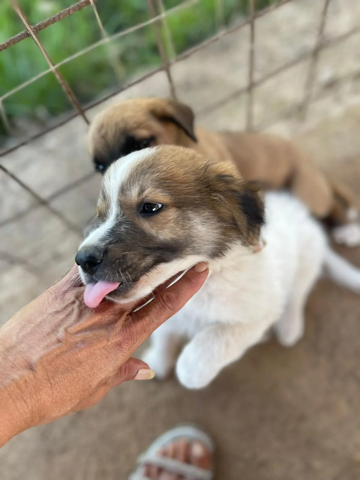 Guido, cane Meticcio in adozione a Frosinone - foto 3