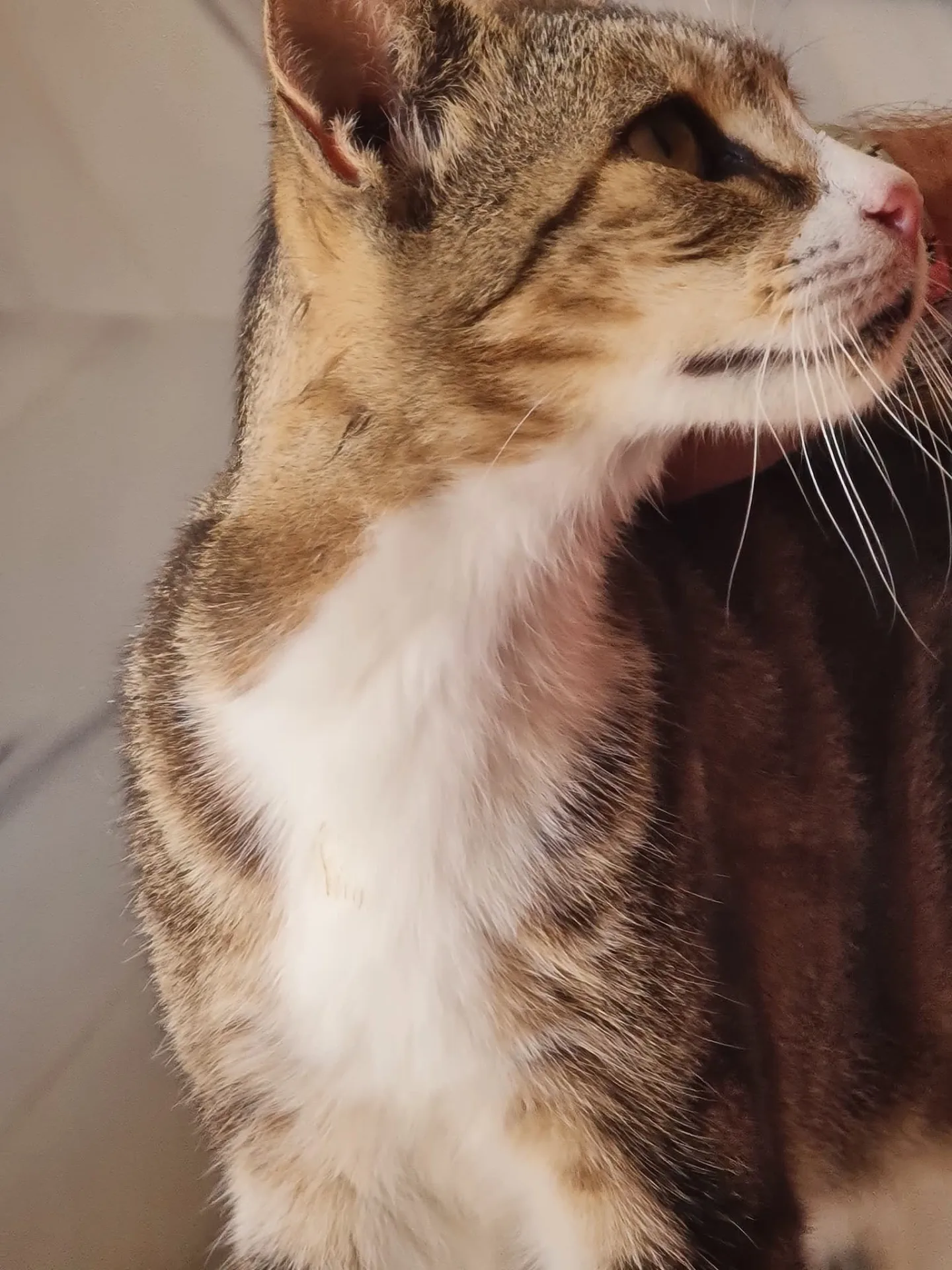 Stella, gatto Meticcio in adozione a Trapani - foto 2