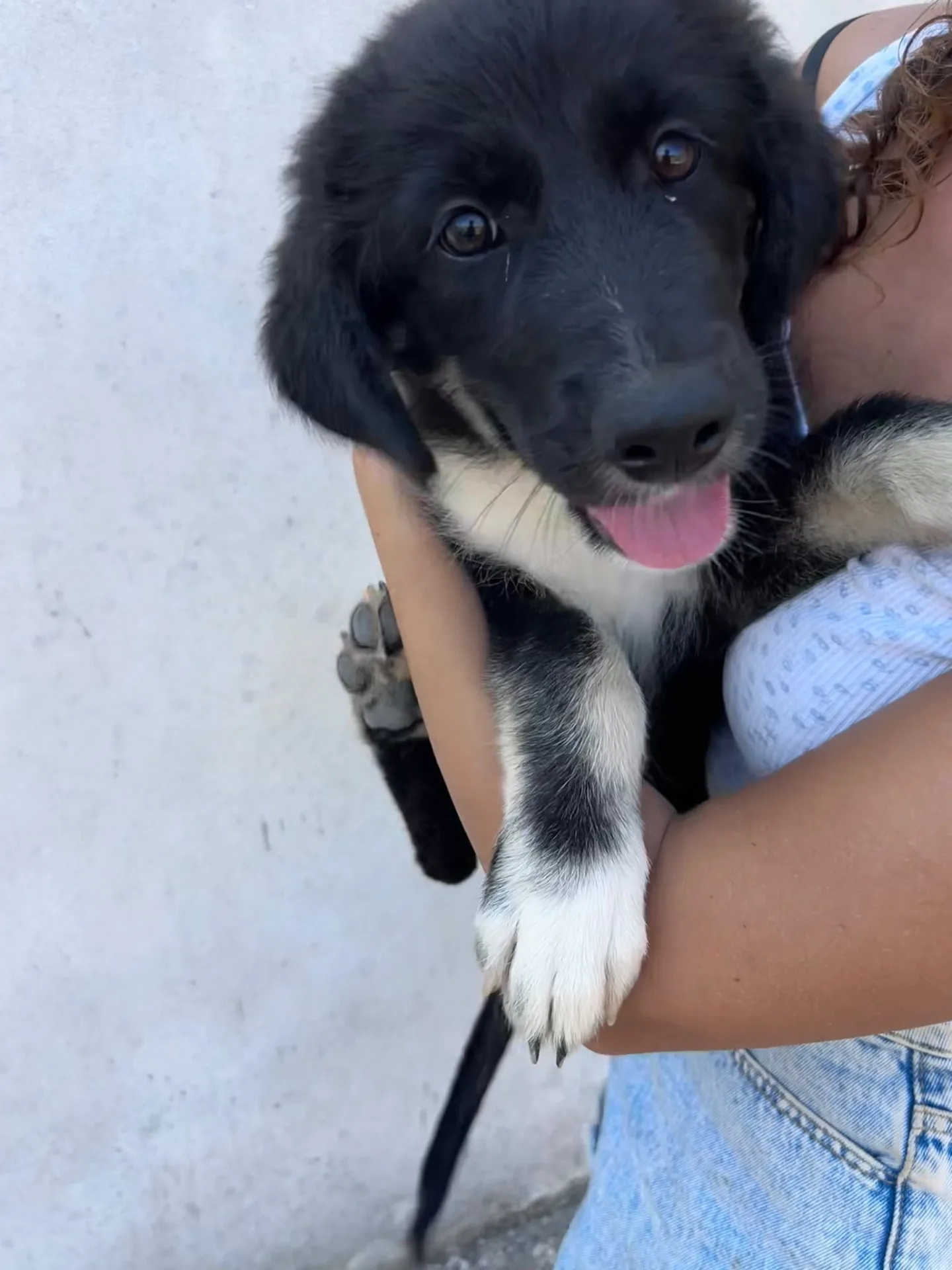 Platini, cane Meticcio in adozione a Trapani - foto 3