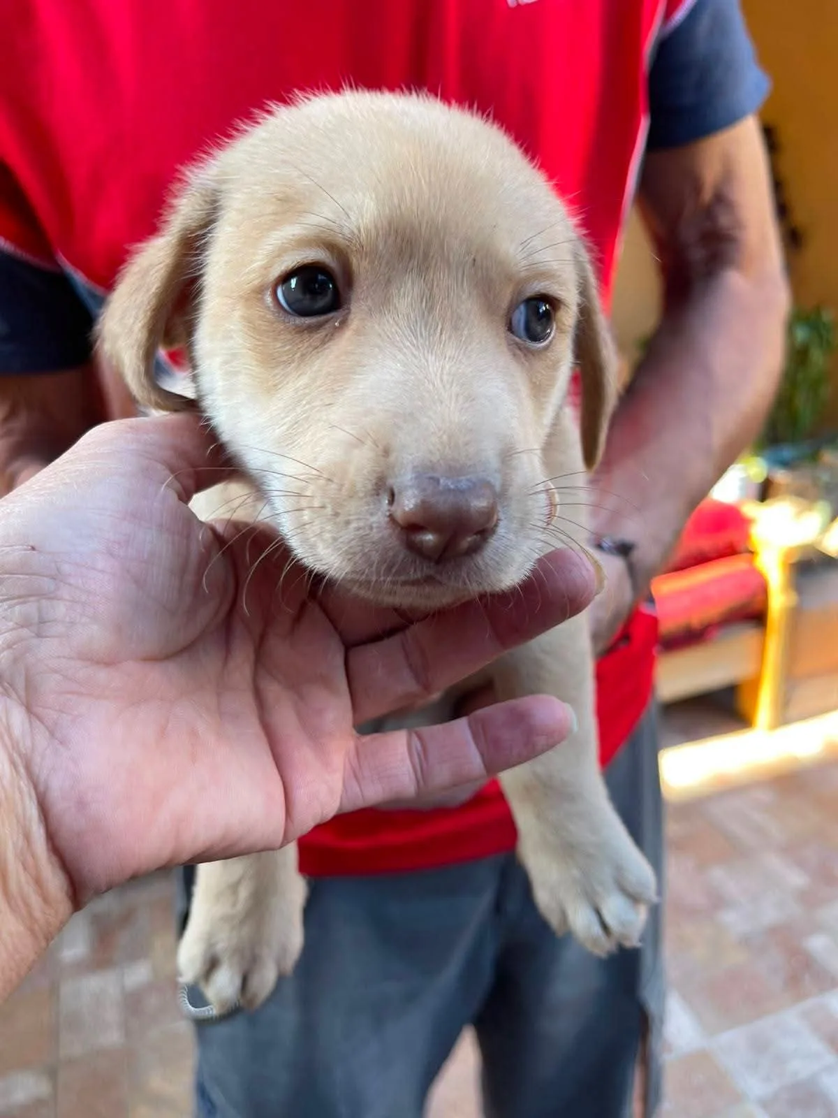 Axel, cane Meticcio in adozione a Frosinone - foto 2