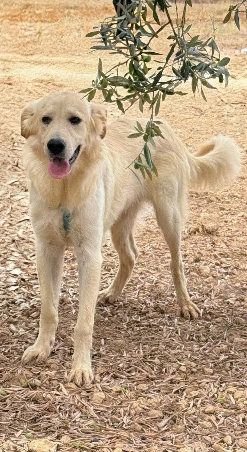 KUMA, cane Meticcio in adozione a Taranto - foto 4