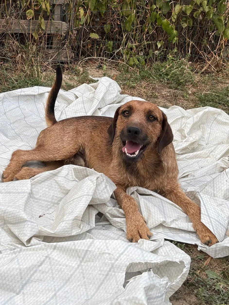 Oliver, cane Meticcio incrocio spinoncino in adozione a Padova - foto 3