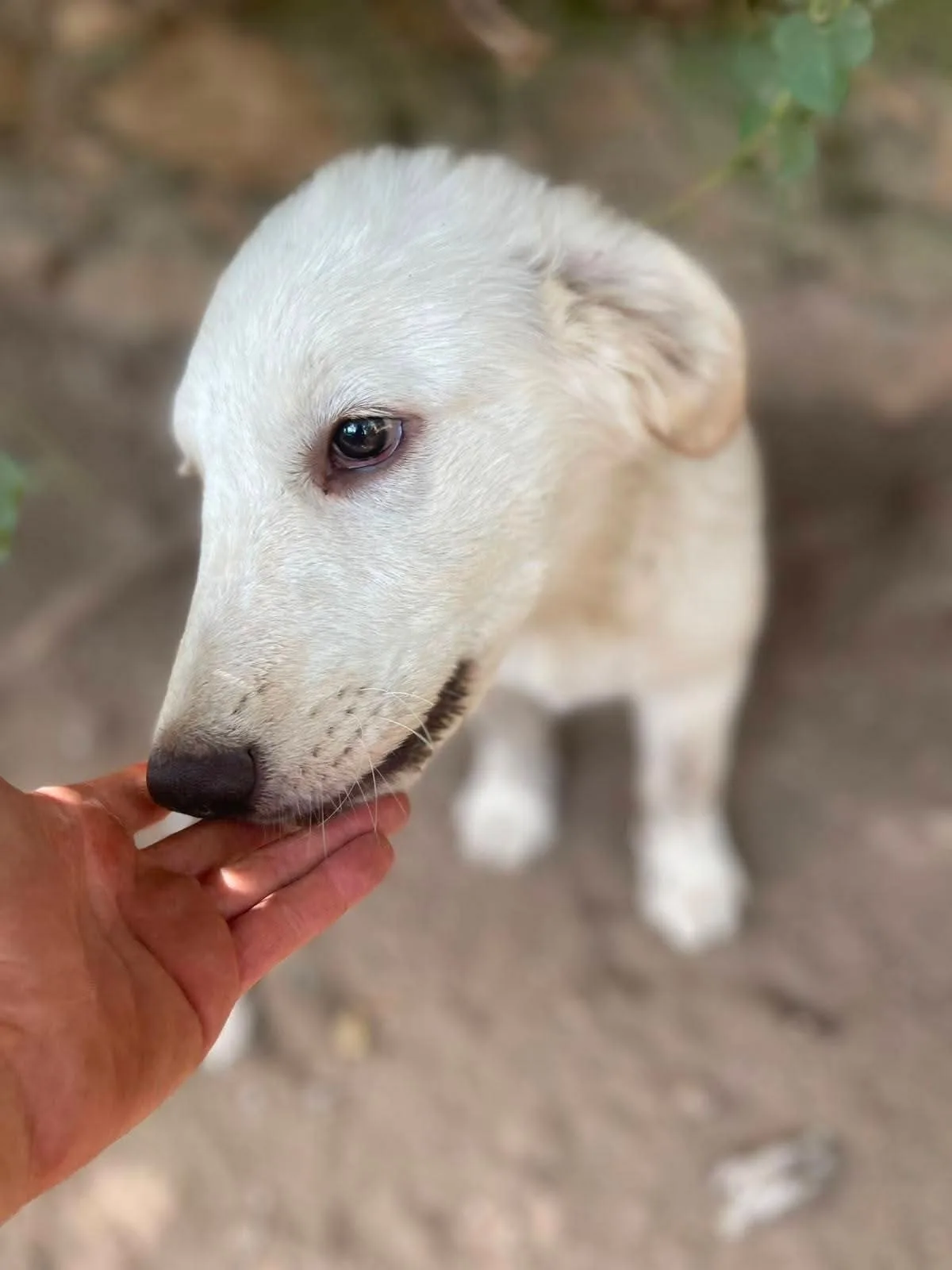 Foto 3 di Marella, cane Meticcio in adozione