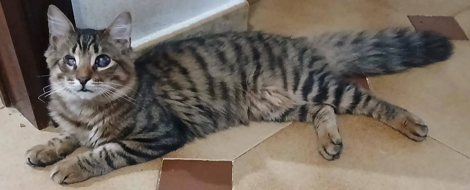 Tananai, gatto in adozione a Latina - foto 3