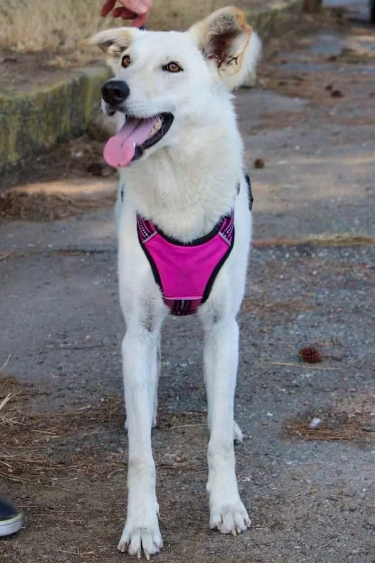 Eris, cane Meticcio in adozione a Crotone - foto 3