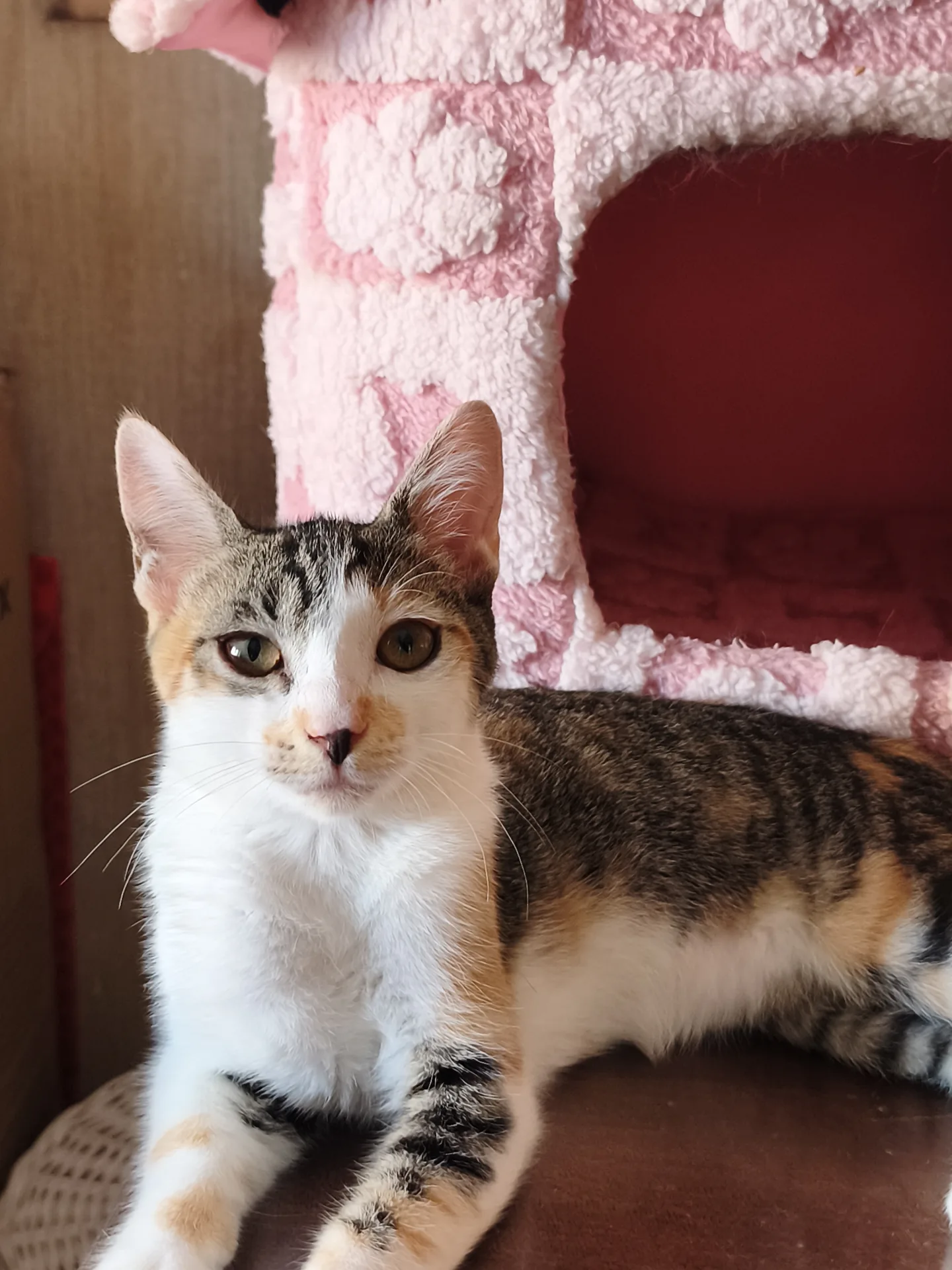 Lisa, gatto Europeo in adozione a Latina