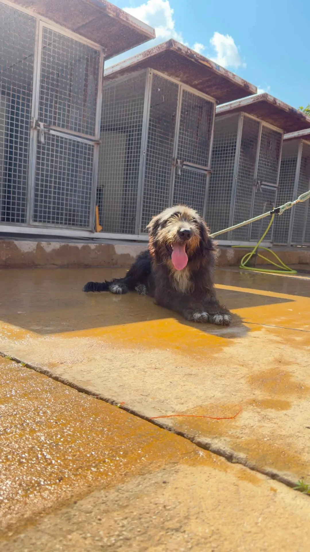 Mirai, cane Drahthar in adozione a Trapani - foto 4