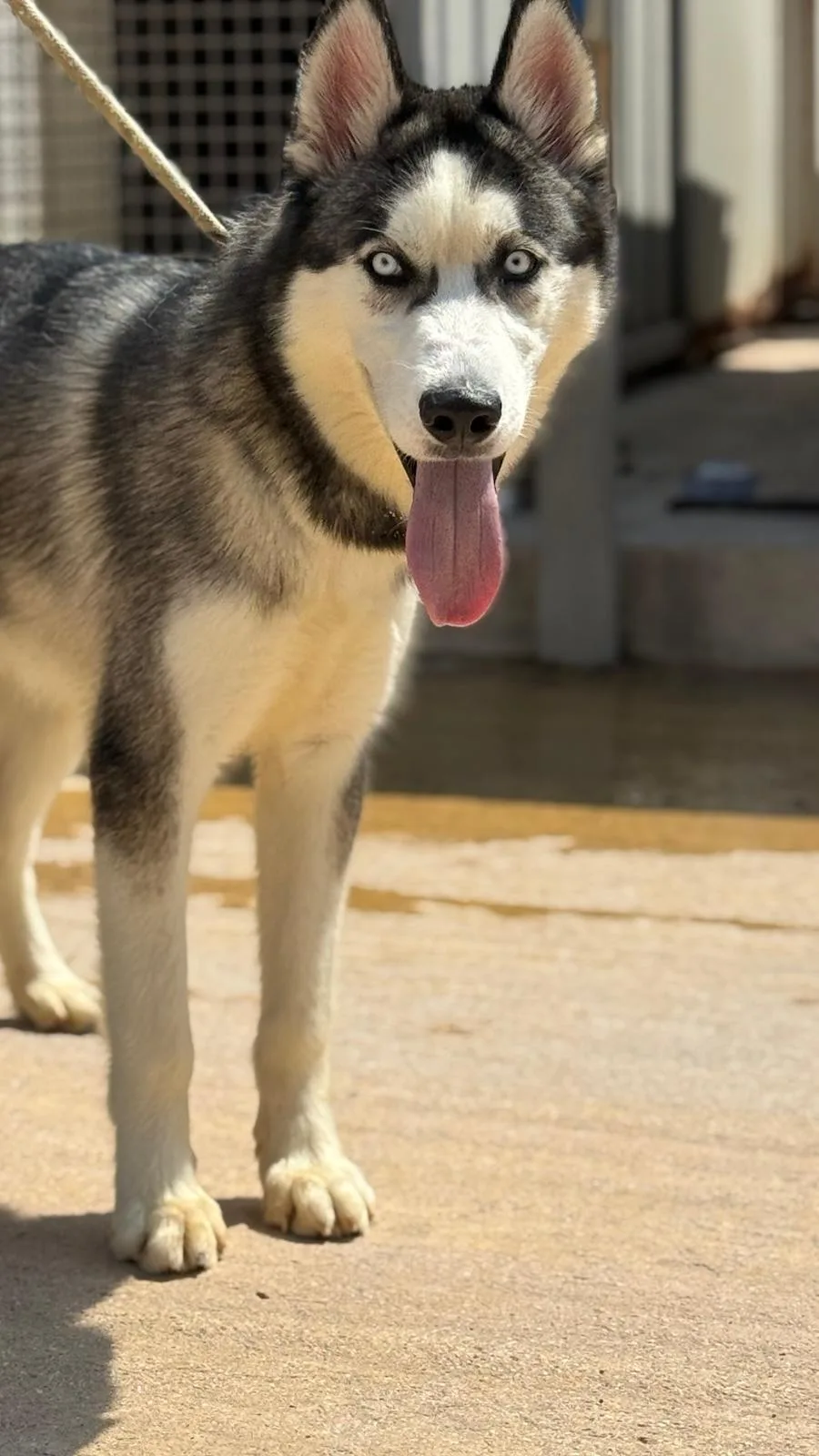 Bolt, cane Siberian husky in adozione a Trapani - foto 2