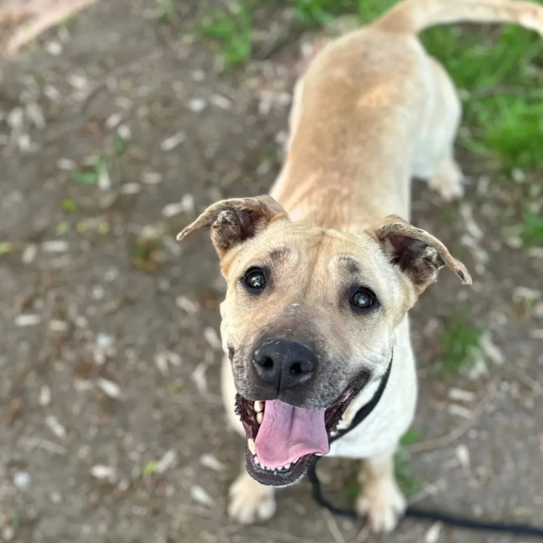 Zoe, cane meticcia in adozione a Latina - foto 2