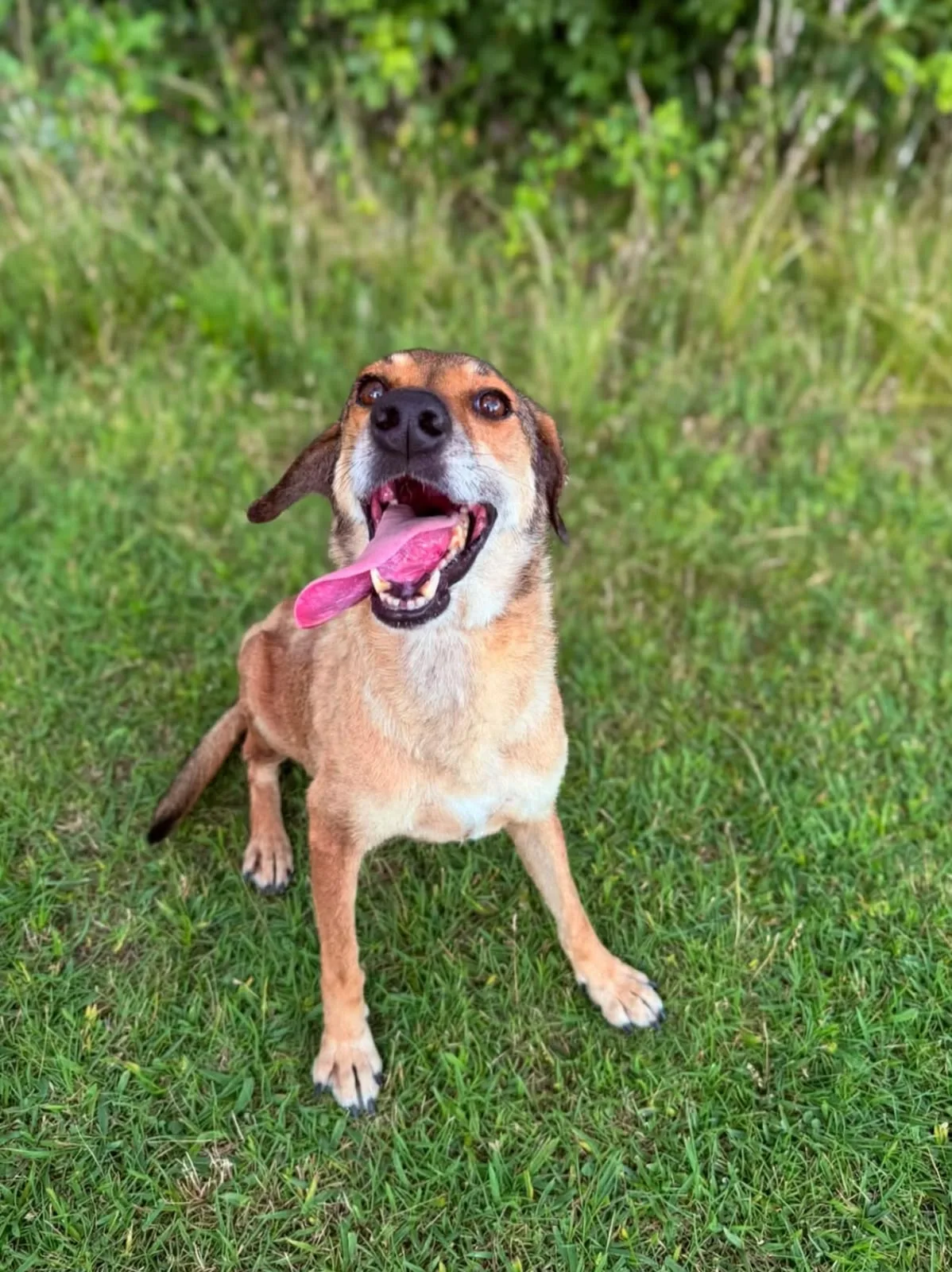 Lana, cane Meticcio in adozione a Lecco - foto 1