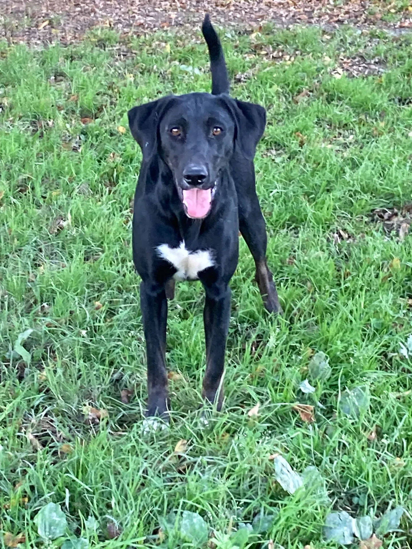 Sofhia, cane Meticcio in adozione a Lecco - foto 3