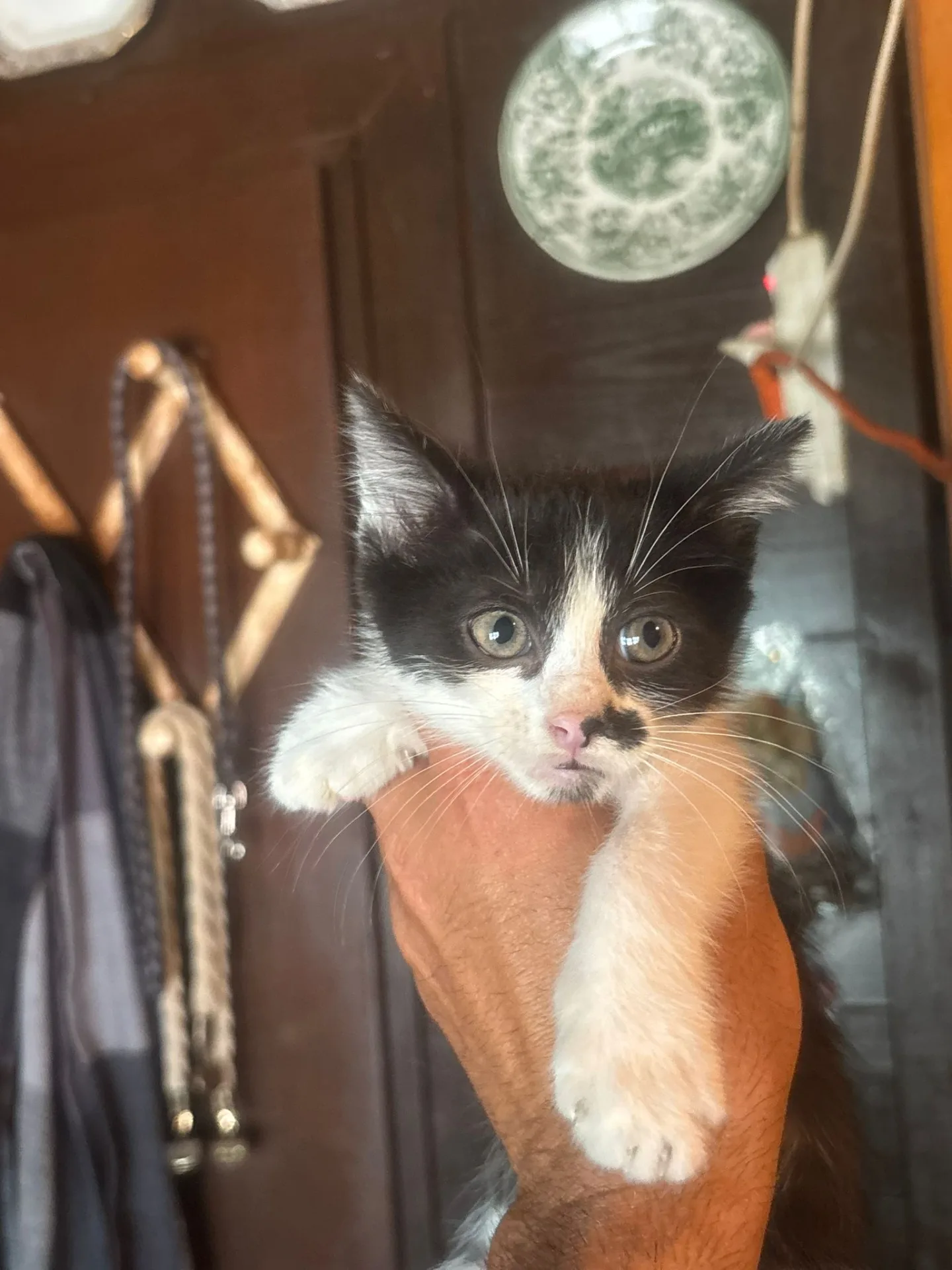 Michelino, gatto in adozione a Latina - foto 2