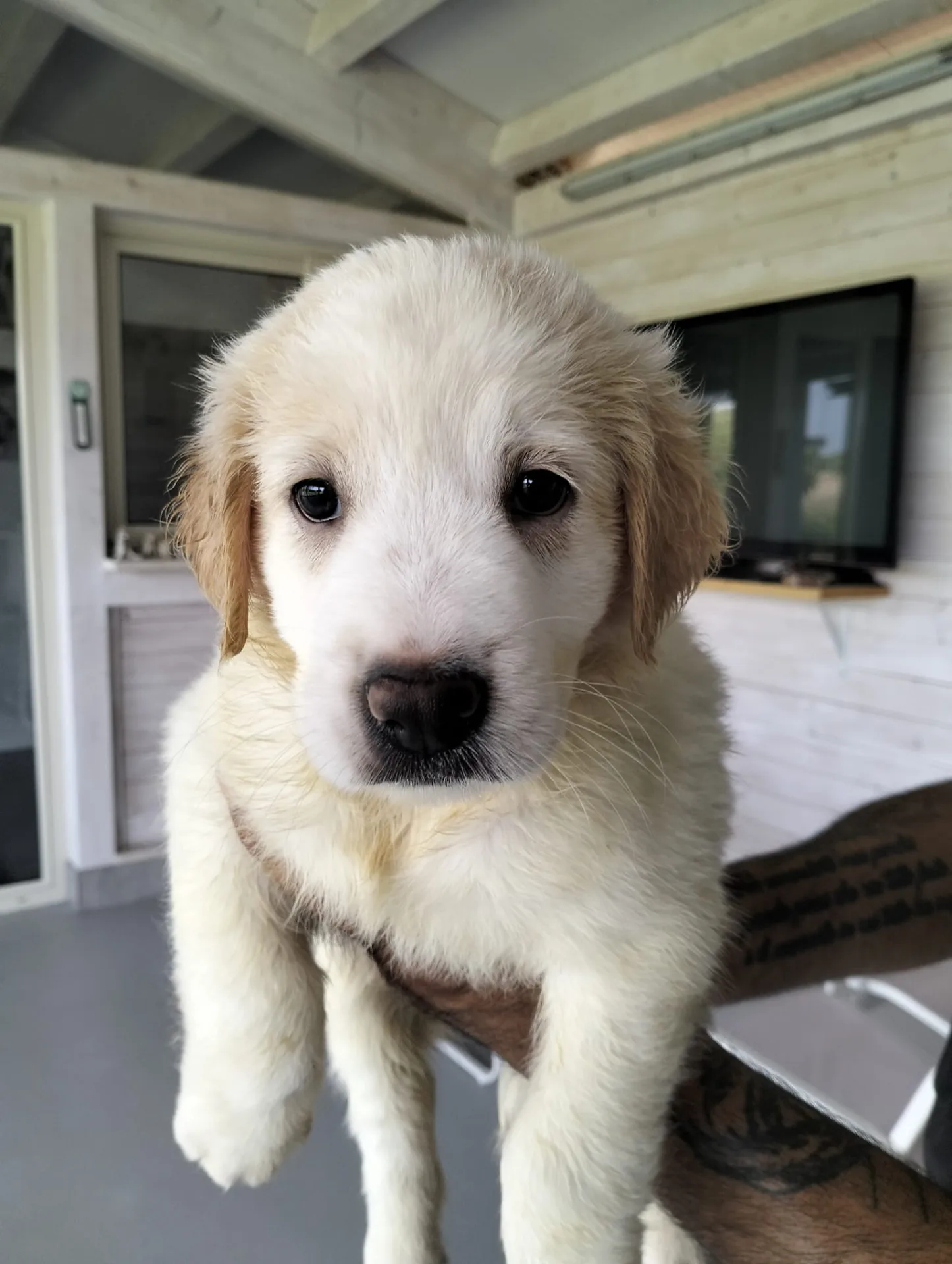 Pepa, cane Meticcio in adozione a Siracusa - foto 4