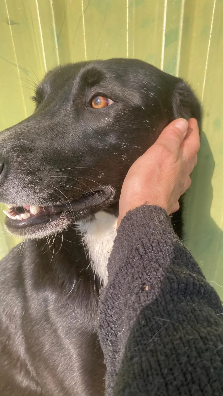 Sofhia, cane Meticcio in adozione a Lecco - foto 2