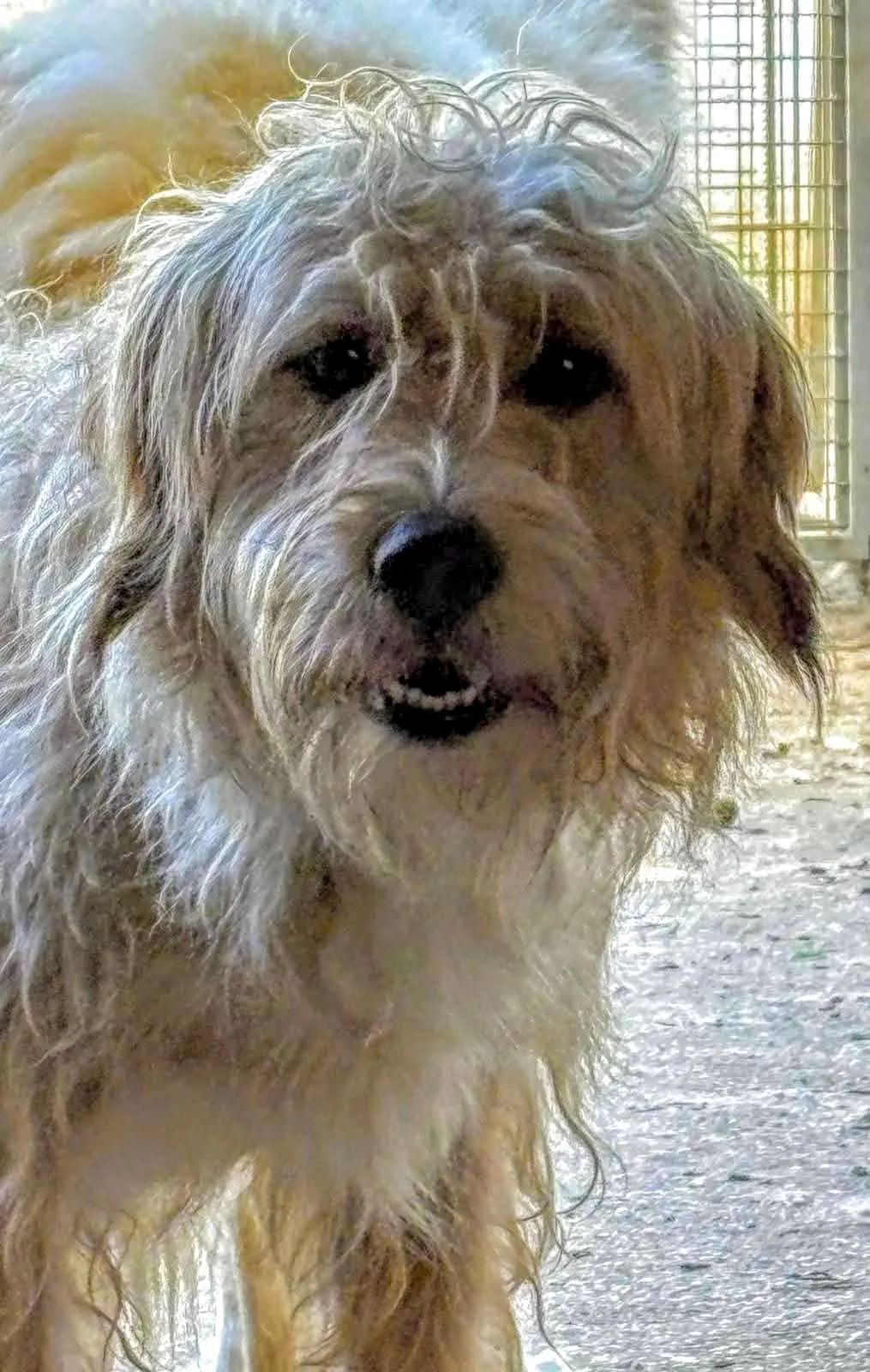Balto, cane Incrocio spinoncino in adozione a Treviso - foto 1