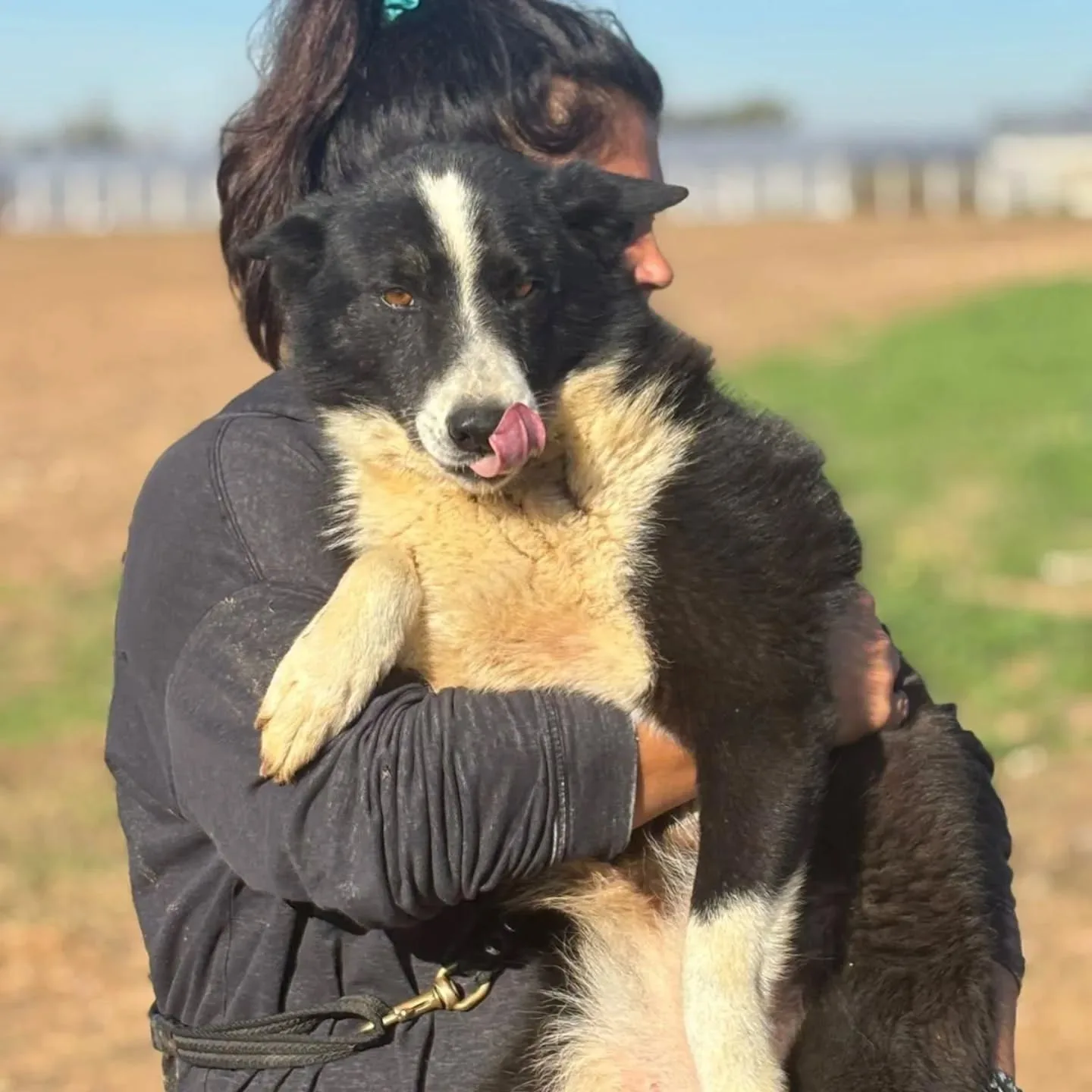 Irma, cane Cane da Orso della Carelia in adozione a Latina - foto 2