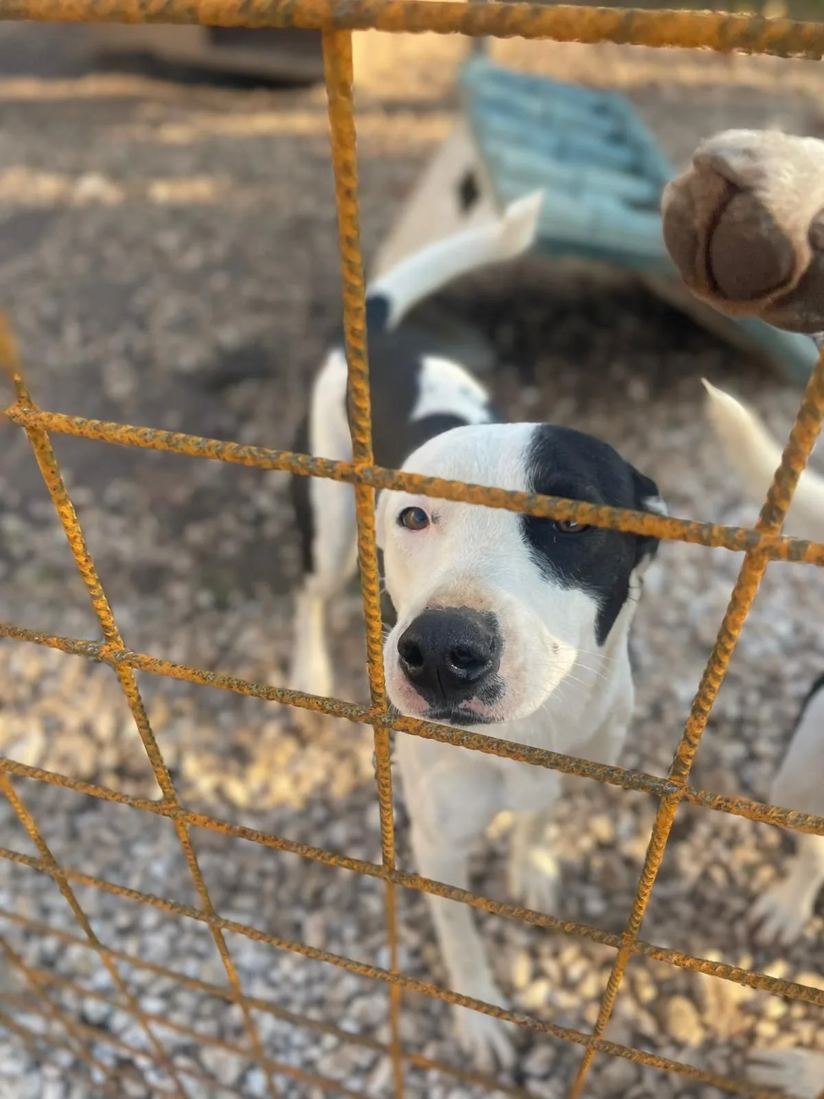 Gypsy, cane meticcio in adozione a Latina - foto 1