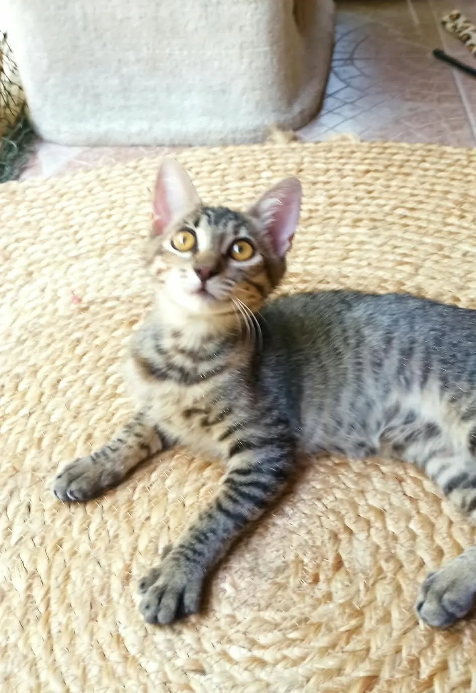 Nina, gatto Europeo in adozione a Crotone - foto 4