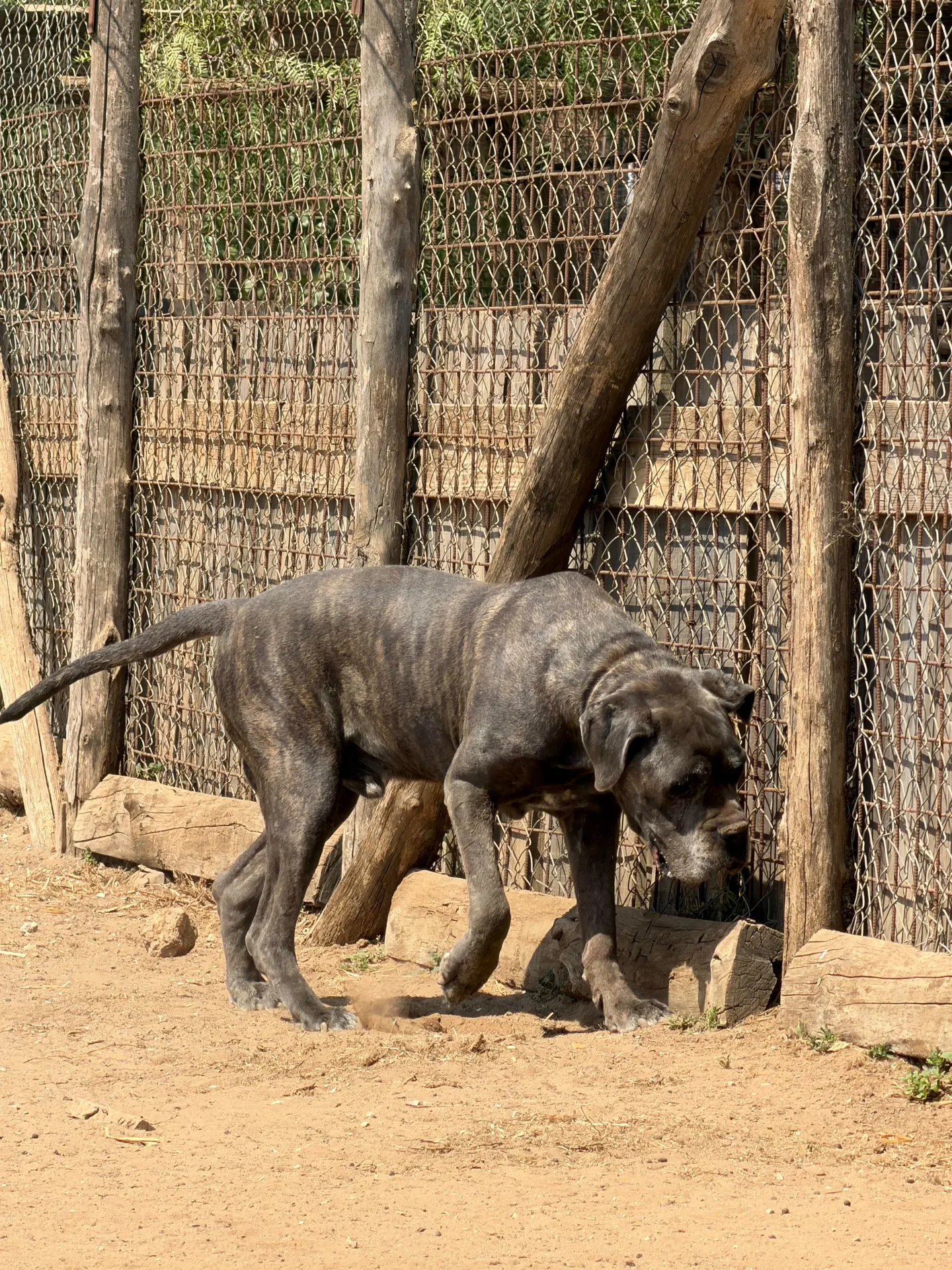 Foto 3 di Max, cane Corso in adozione