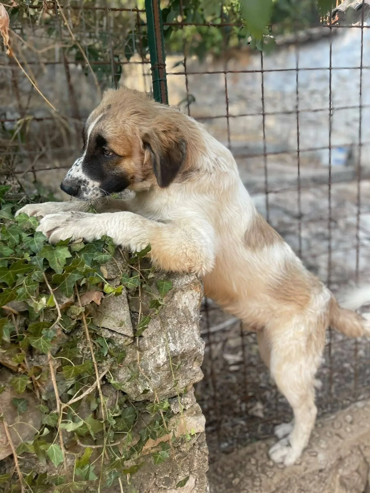 Lillino, cane meticcio in adozione a Latina - foto 3