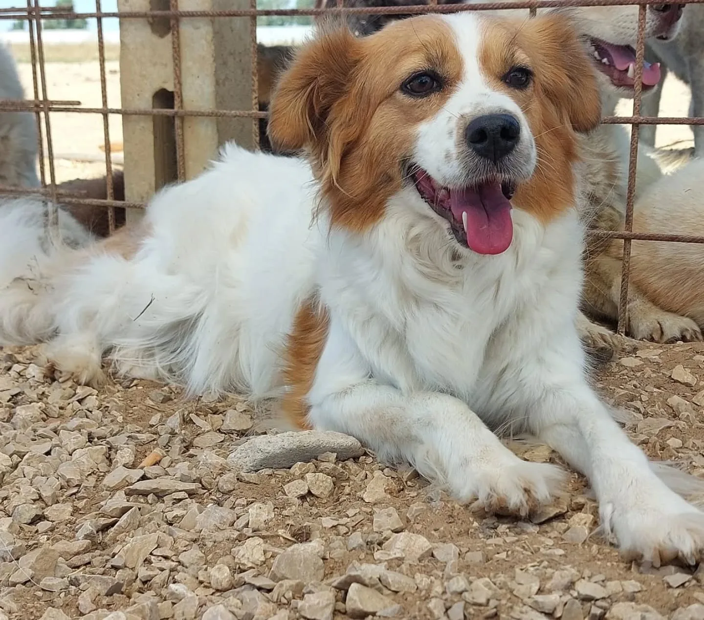 Gemma, cane meticcio in adozione a Latina - foto 2