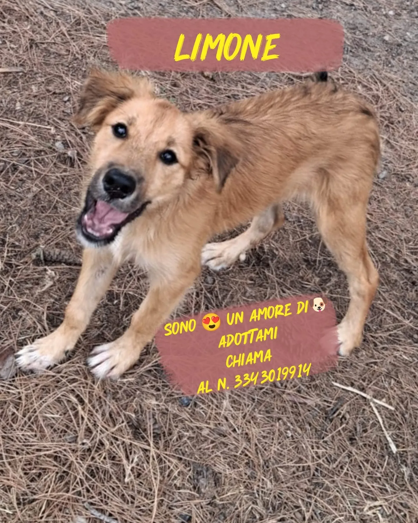 Limone, cane Meticcio in adozione a Crotone
