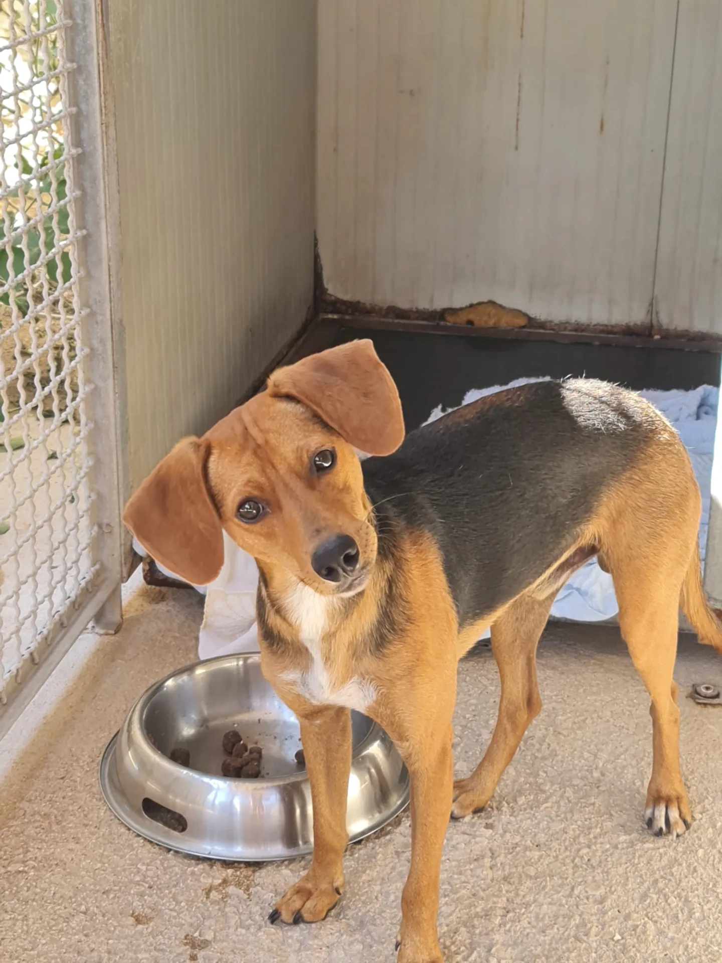 Pepo, cane in adozione a Trapani - foto 1